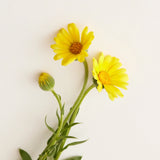 Serenity Conditioner